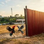 Dugaan Sabung Ayam di Siantar Berlangsung Terbuka, Warga Soroti Minim Penindakan