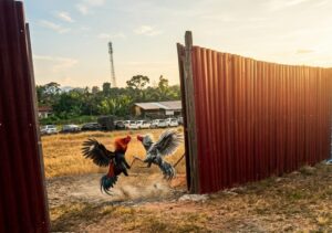 Dugaan Sabung Ayam di Siantar Berlangsung Terbuka, Warga Soroti Minim Penindakan